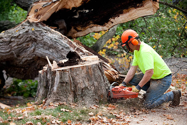 Residential Tree Removal in Martinsburg, WV